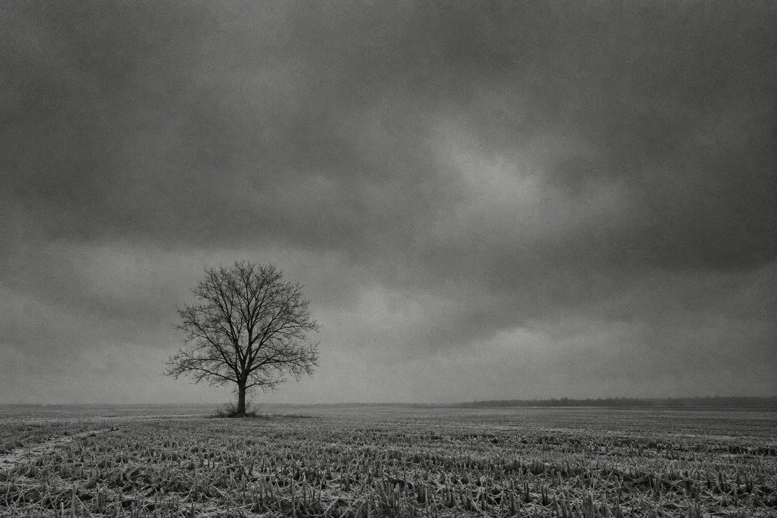 A single bare tree in a wide winter field under heavy overcast sky.